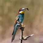 Bienenfresser   (Merops apiaster) mit Grashüpfer