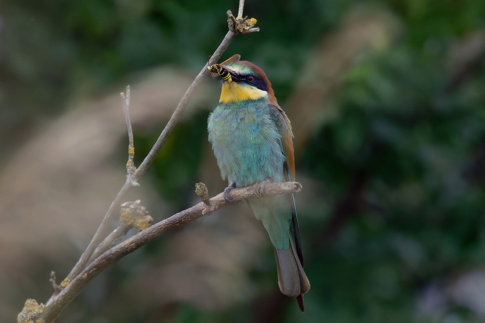 Bienenfresser (Merops apiaster)  mit Hornissenglasflügler