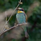 Bienenfresser (Merops apiaster)  mit Hornissenglasflügler