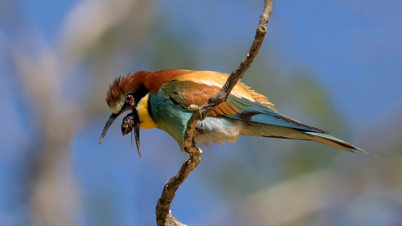 Bienenfresser (Merops apiaster) mit Speiballen