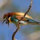 Bienenfresser (Merops apiaster) mit Speiballen