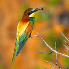 Bienenfresser (Merops apiaster )Süd- Portugal