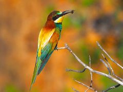 Bienenfresser (Merops apiaster )Süd- Portugal