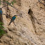 Bienenfresser (Merops apiaster) vor der Sandwand