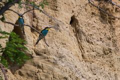 Bienenfresser (Merops apiaster) vor der Sandwand