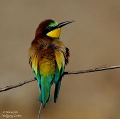 --- Bienenfresser ---- (Merops persicus )