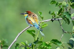 Bienenfresser mit aufgeplustertem Gefieder