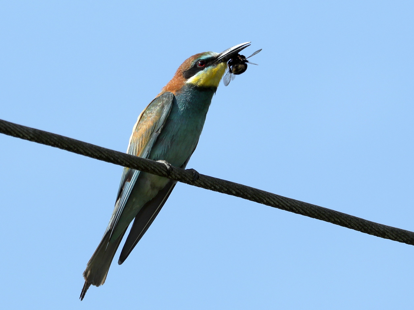 Bienenfresser mit Beute