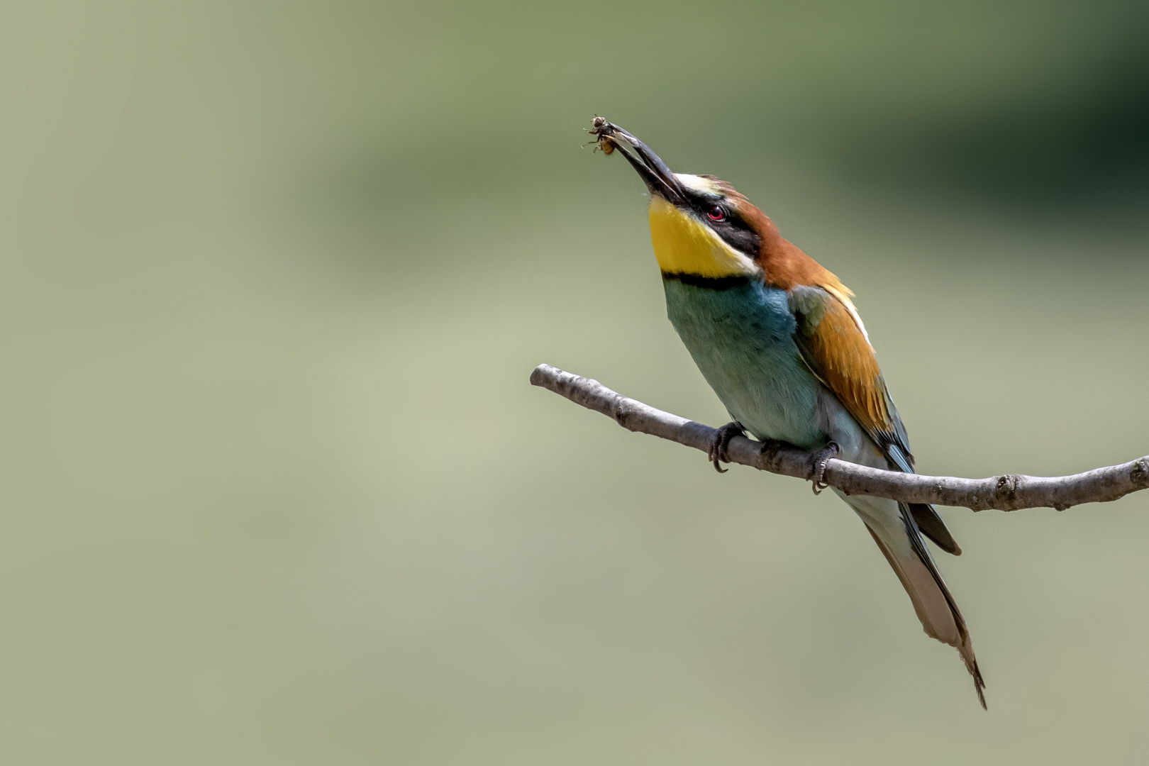 Bienenfresser  mit Beute