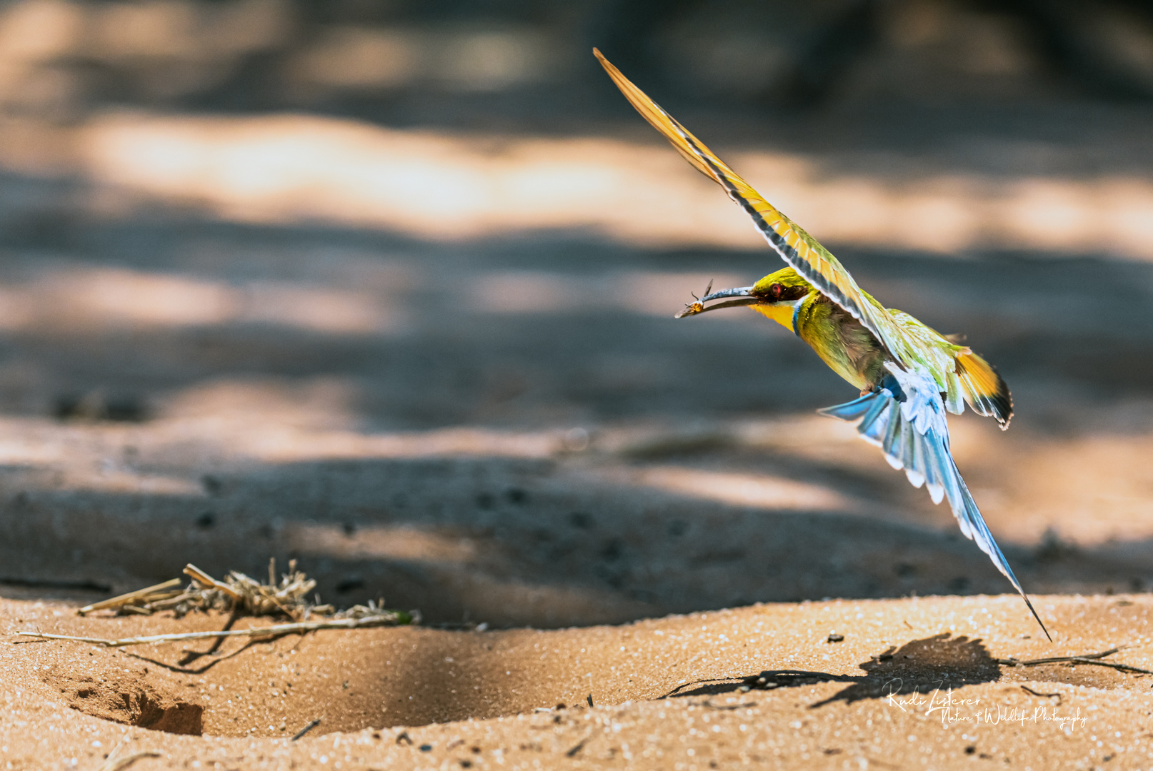 Bienenfresser mit Beute im Anflug auf sein Nest