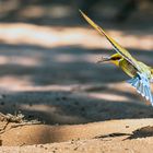 Bienenfresser mit Beute im Anflug auf sein Nest