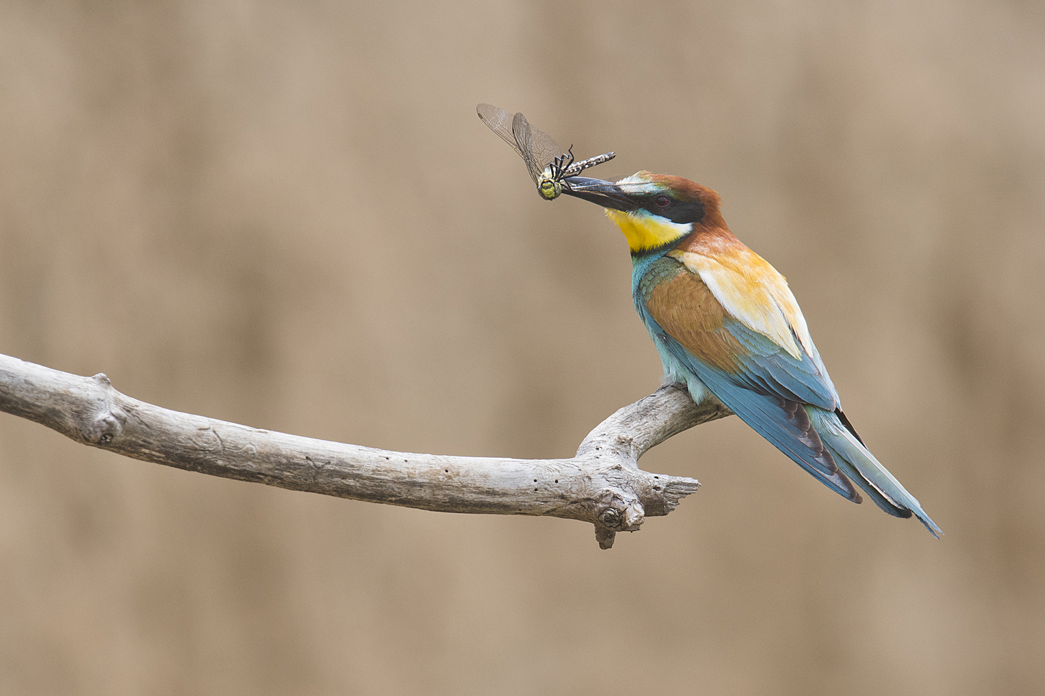 Bienenfresser mit erbeuteter Blaugrüner Mosaikjungfer