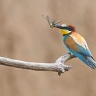 Bienenfresser mit erbeuteter Blaugrüner Mosaikjungfer