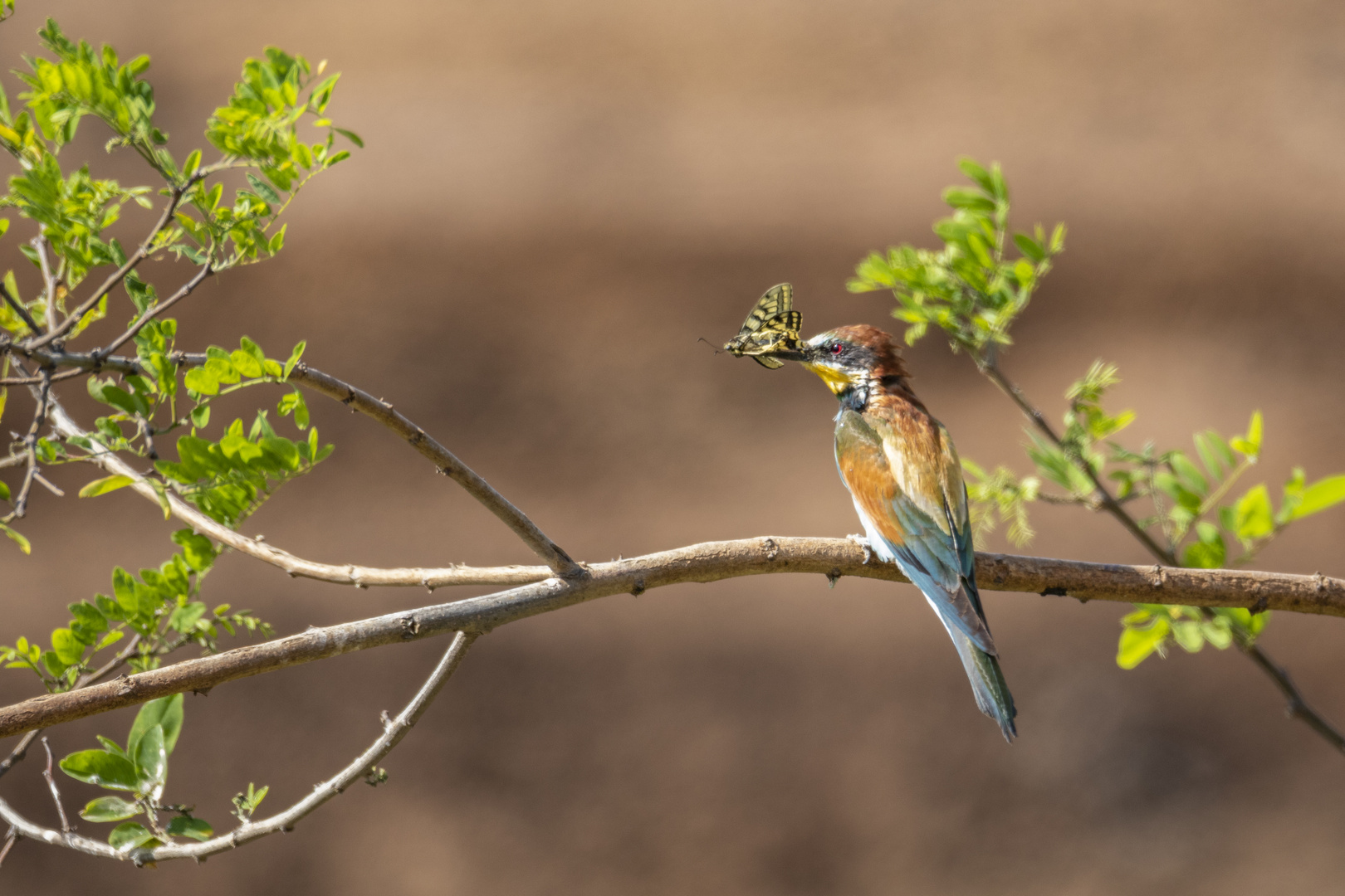 Bienenfresser mit fetter Beute