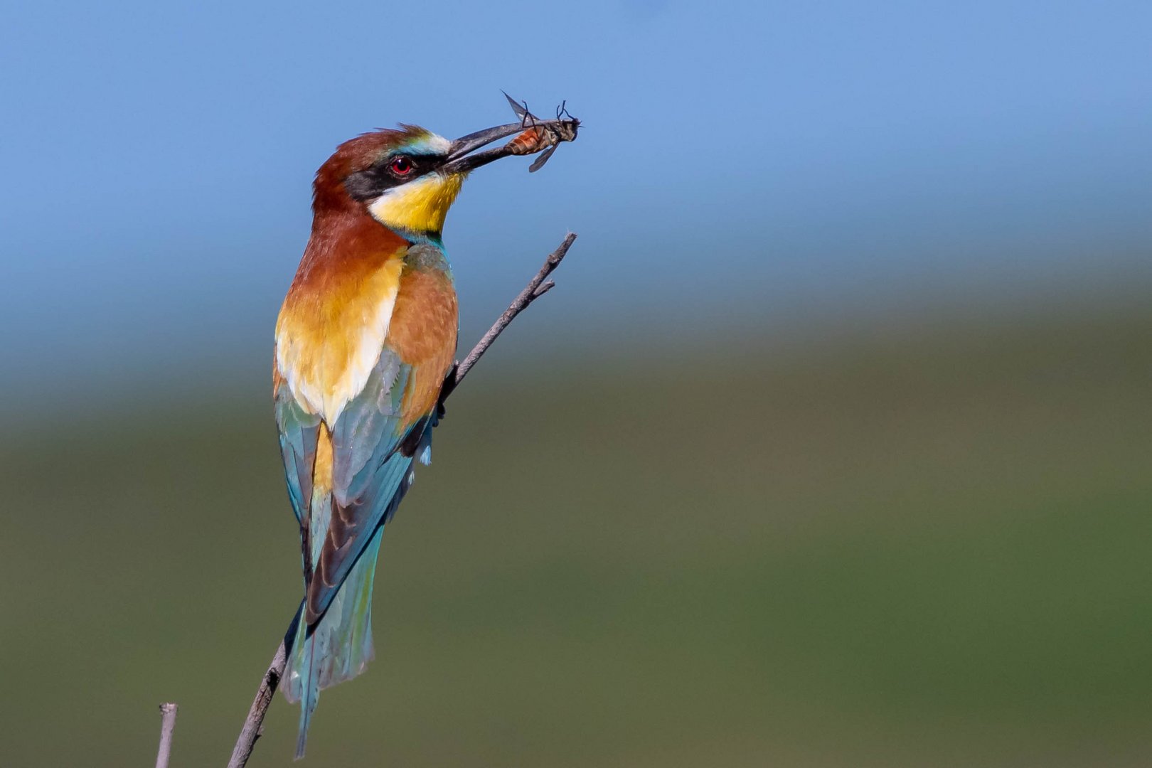 Bienenfresser mit Fliege