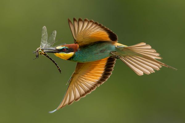 Bienenfresser mit Futter