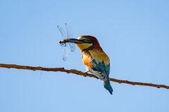 Bienenfresser mit großem Insekt