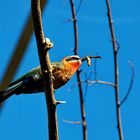 Bienenfresser mit Heuschrecke