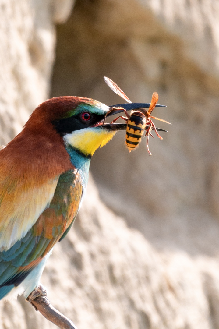 Bienenfresser mit Hornisse