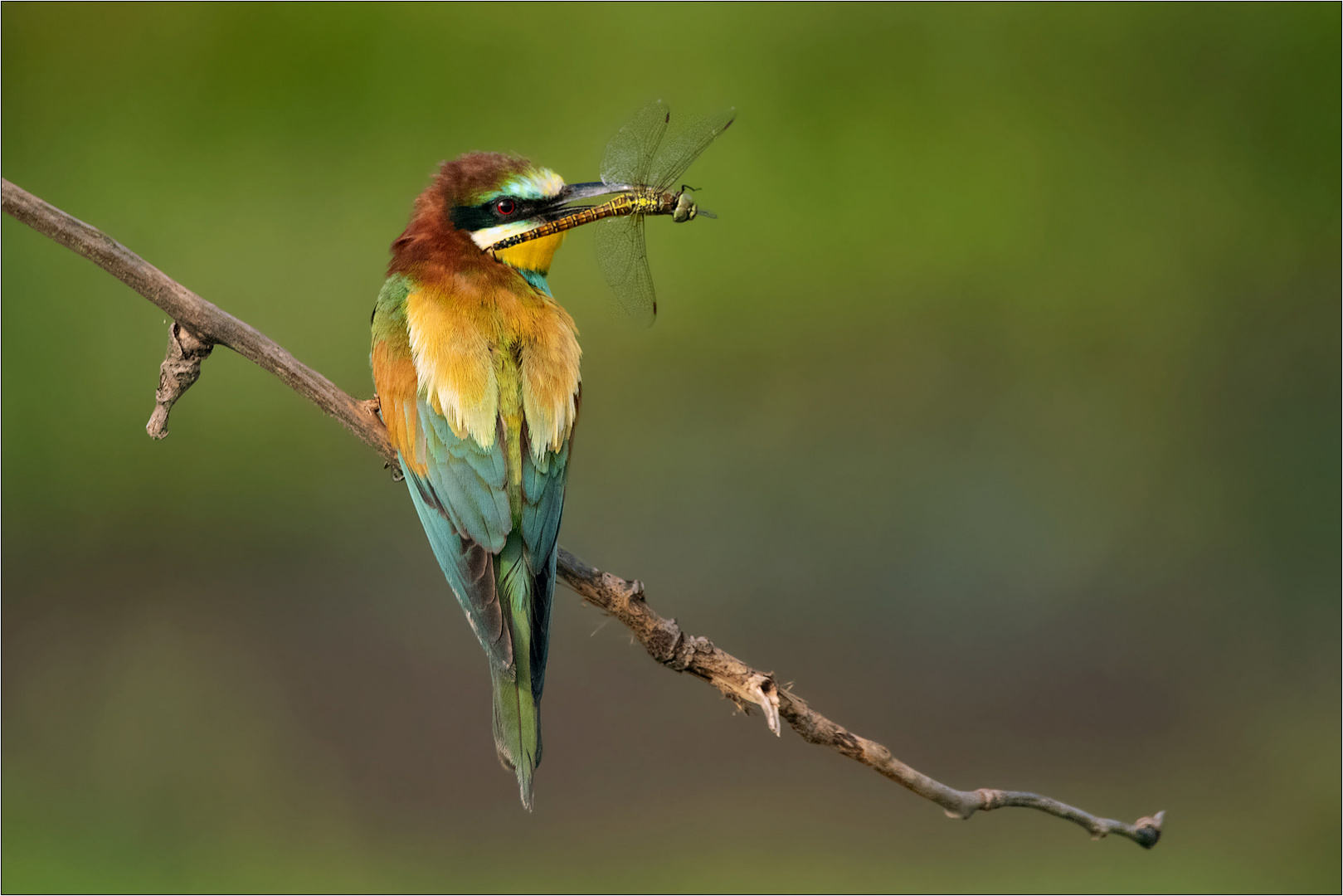 Bienenfresser mit lecker Libelle