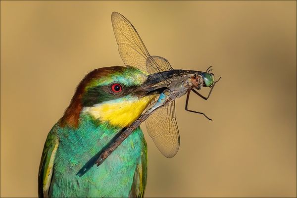 Bienenfresser mit Libelle 