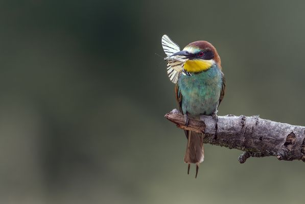 Bienenfresser mit Segelfalter
