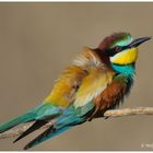 --- Bienenfresser Nr. 11. --- ( Merops apiaster )