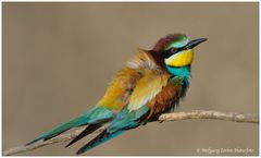 --- Bienenfresser Nr. 11. --- ( Merops apiaster )