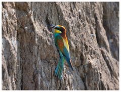 ---- Bienenfresser Nr. 14 ---- ( Merops apiaster )