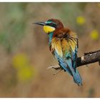 -Bienenfresser Nr 14 ---- ( Merops apiaster )