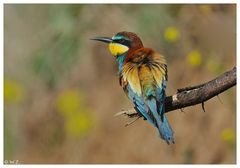 -Bienenfresser Nr 14 ---- ( Merops apiaster )