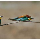 ---- Bienenfresser Nr. 2 ----- ( Merops apiaster )