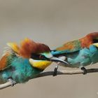 --- Bienenfresser Nr. 2 --- ( Merops apiaster )