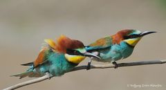 --- Bienenfresser Nr. 2 --- ( Merops apiaster )