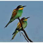 ---- Bienenfresser Nr. 5 ----- ( Merops apiaster )