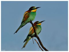 ---- Bienenfresser Nr. 5 ----- ( Merops apiaster )