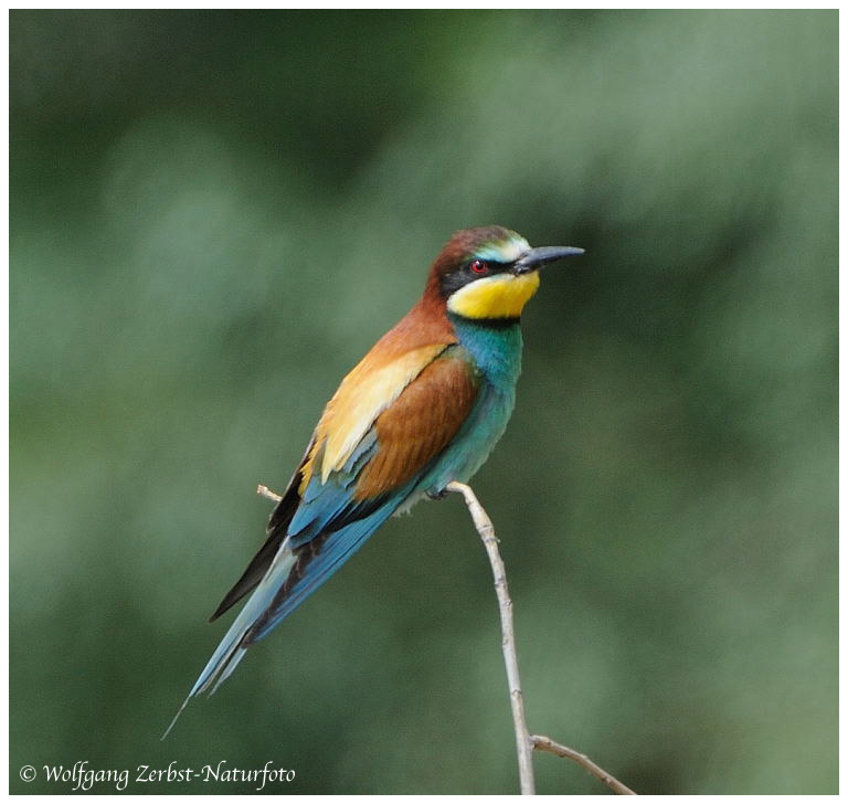 --- Bienenfresser Nr. 5. --- ( Merops apiaster )