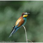 --- Bienenfresser Nr. 5. --- ( Merops apiaster )