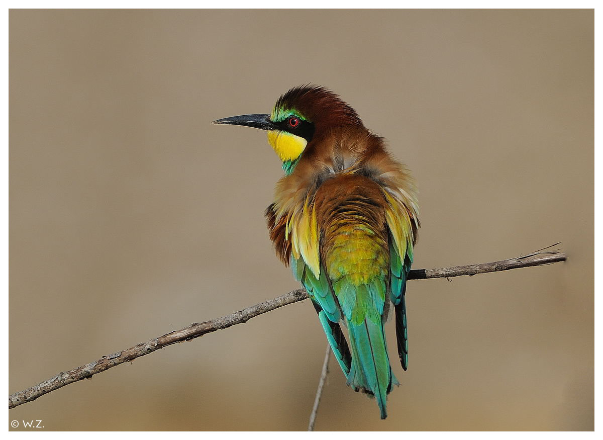 ---- Bienenfresser Nr. 7 ----- ( Merops apiaster )