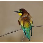 ---- Bienenfresser Nr. 7 ----- ( Merops apiaster )