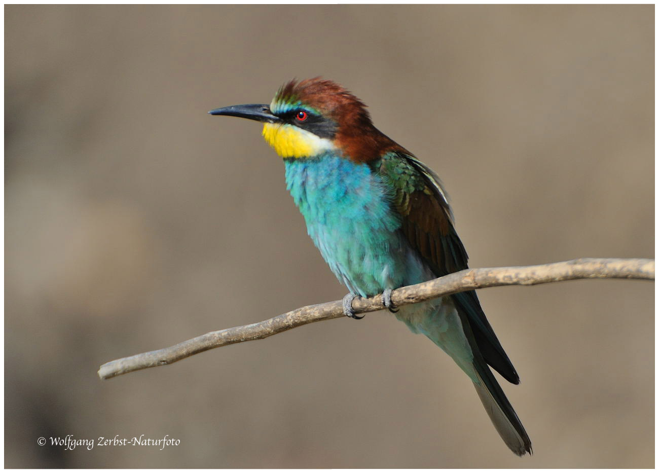 --- Bienenfresser Nr. 8. --- ( Merops apiaster )