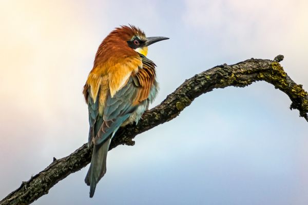 Bienenfresser oberhalb der Bruthöhle