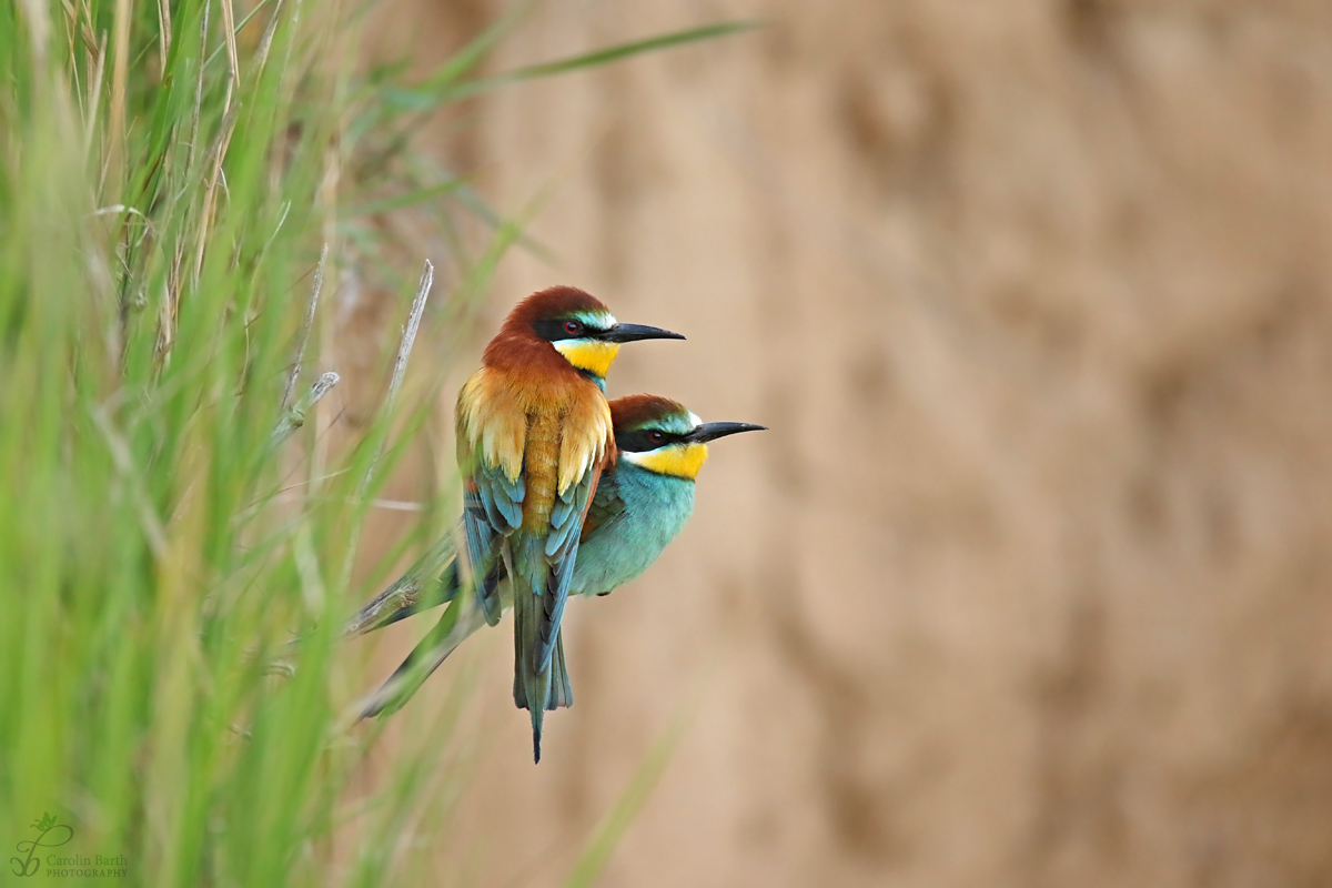 Bienenfresser Paar