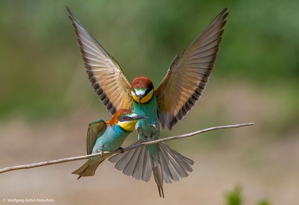 - BIENENFRESSER - PAAR -