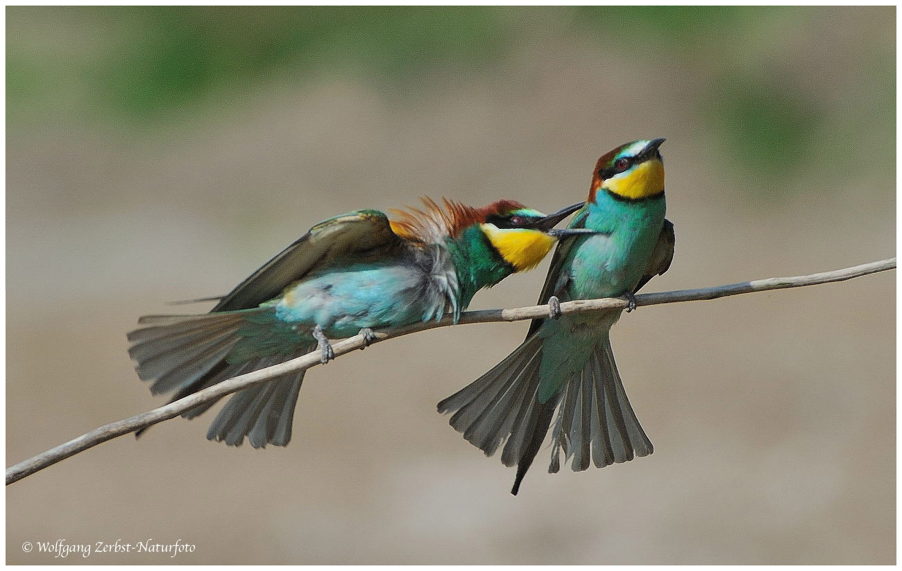 --- Bienenfresser-Paar, Liebe ist.............. (Merops apiaster )