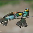 --- Bienenfresser-Paar, Liebe ist.............. (Merops apiaster )