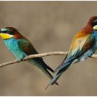 --- Bienenfresser - Paar ---- (Merops apiaster)