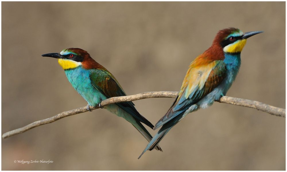 --- Bienenfresser - Paar ---- (Merops apiaster)