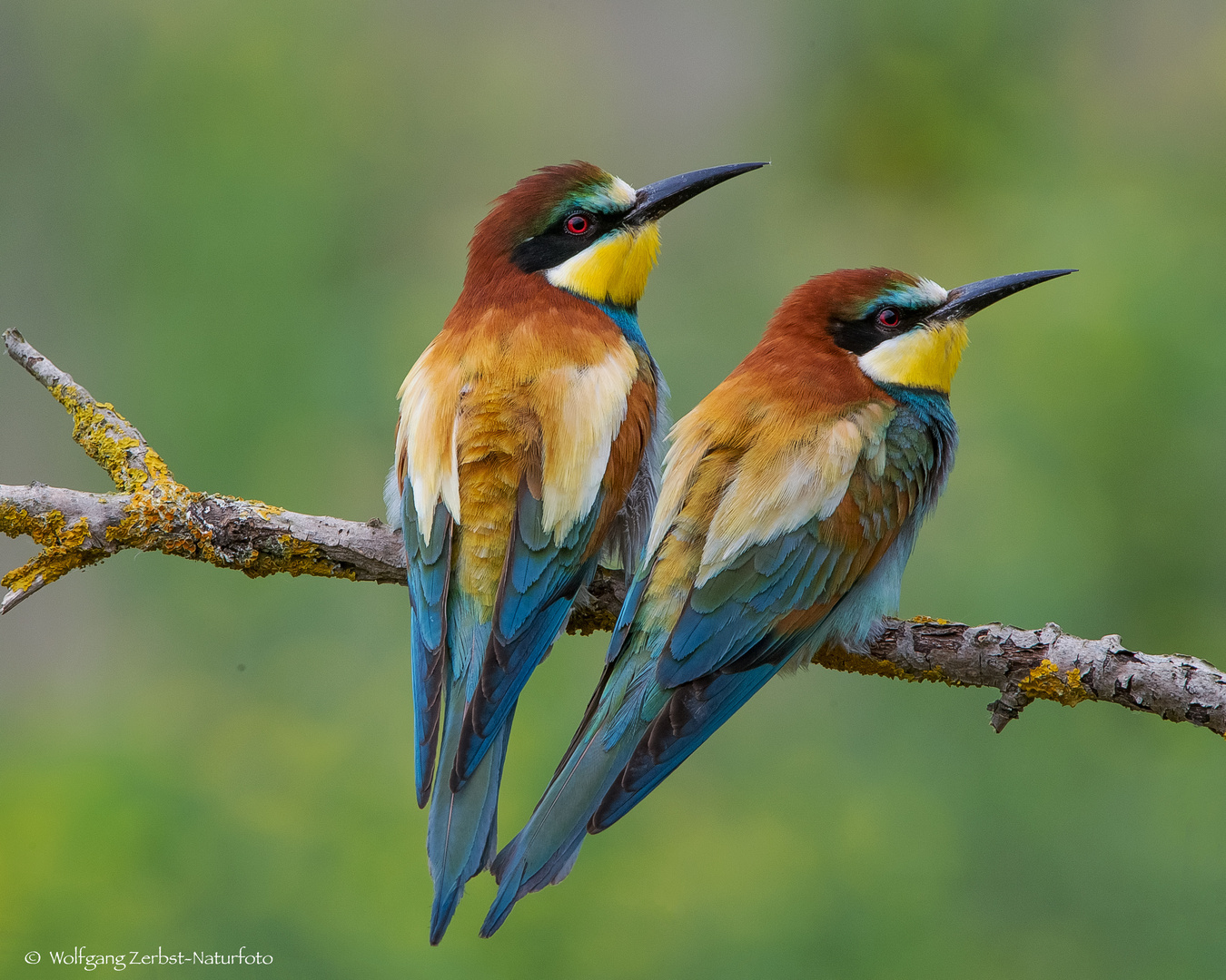  - BIENENFRESSER PAAR- ( Merops apiaster )