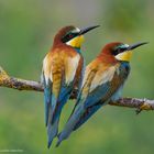  - BIENENFRESSER PAAR- ( Merops apiaster )